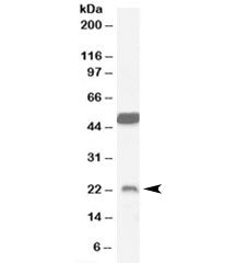 Neurturin Antibody