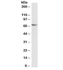 Western blot testing of Jurkat lysate with AIFM1 antibody at 0.01ug/ml. Predicted molecular weight: ~67 kDa.