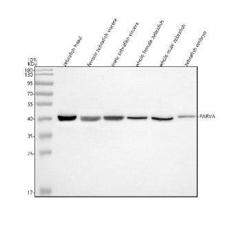 Western blot analysis of Alpha Parvin/Actopaxin/PARVA protein using Zebrafish Parvin alpha antibody