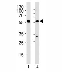 p65 Antibody (RELA)