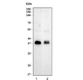 ATOH1 Antibody / MATH1 (N-Terminal Region)