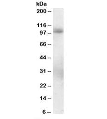 PDE5 Antibody