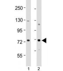 ERVK-9 Antibody