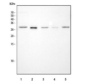FADD Antibody