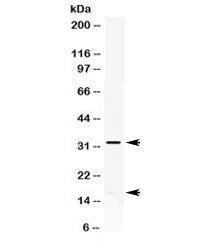 IL-8 Antibody