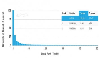 HIF1A Antibody / HIF-1 alpha