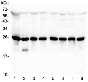 BAK Antibody