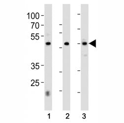 HNF4A Antibody