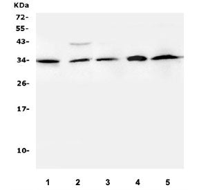 BLyS Antibody / BAFF