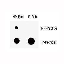 Phospho-Wee1 Antibody (pS123)