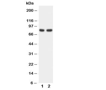 FOXP1 Antibody