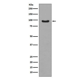 FOXO3A Antibody (pS253)