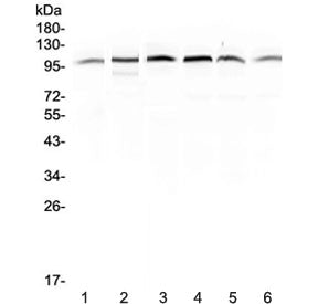 MVP Antibody