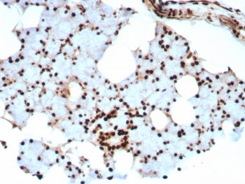 IHC staining of FFPE human salivary gland tissue with Ku80 antibody (clone XRCC5/8703R). HIER: boil