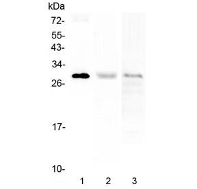 PTCRA Antibody