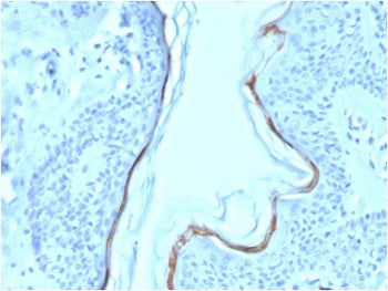 Filaggrin Antibody
