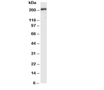 VEGFR2 Antibody