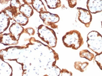HCG-alpha Antibody