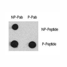 Phospho-MEF2C Antibody (pS387)