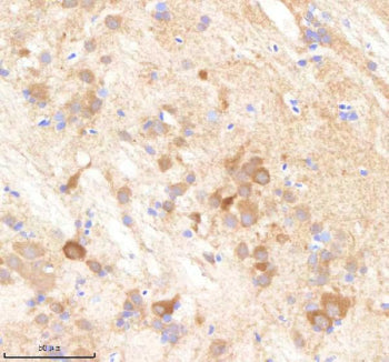 IHC staining of zebrafish Pabpc4 protein using Zebrafish Pabpc4 antibody, HRP-labeled secondary and