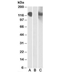 CDH11 Antibody