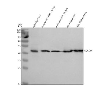 Western blot analysis of Acadm/Mcad protein using Zebrafish Mcad antibody and 1) zebrafish head, 2)