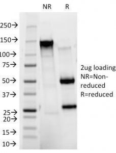 SDS-PAGE Analysis of Purified, BSA-Free CD11b Antibody (clone ITGAM/271). Confirmation of Integrity
