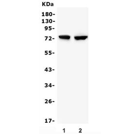 Beta Glucuronidase Antibody / Gusb