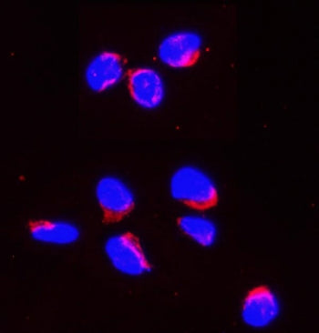 Immunofluorescent staining of FFPE human U-2 OS cells with Smac antibody (red) and DAPI nuclear stai