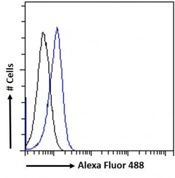 PLA2R1 Antibody