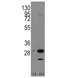PHB Antibody
