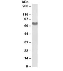 Western blot testing of human platelet lysate with Fibrinogen antibody at 0.01ug/ml. Predicted molec