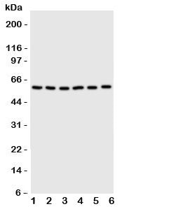 SCLY Antibody
