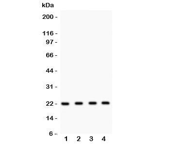 Securin Antibody