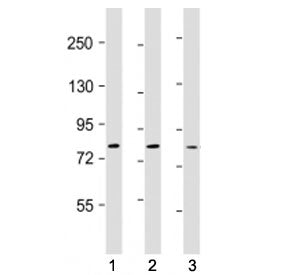 TLR2 Antibody