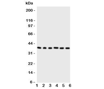 Cdk7 Antibody