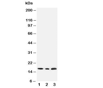 SDHC Antibody