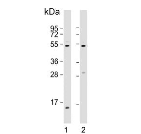 EFEMP1 Antibody