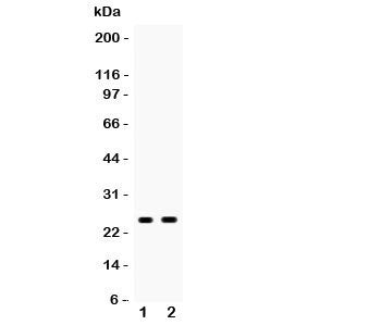 PSCA Antibody
