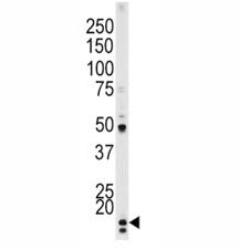p21 Antibody (phospho-T145)