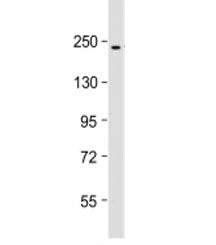 Western blot testing of HT-1080 cell lysate with PBRM1 antibody at 1:500. Expected molecular weight:
