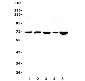 HSPA8 Antibody