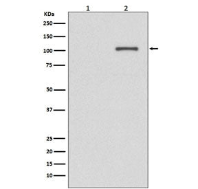 IRE1 Antibody (pS724)