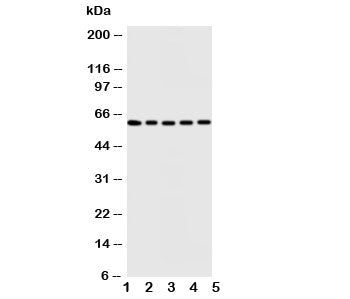 Iduronate 2 sulfatase Antibody