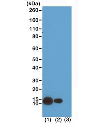 H4K8ac Antibody / Acetyl Histone H4 Lysine 8