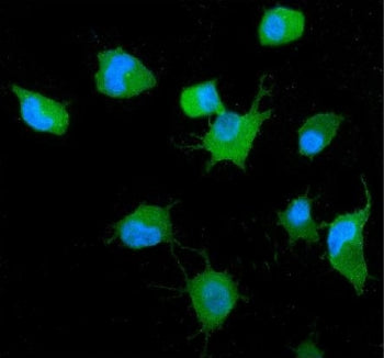 GRB14 Antibody