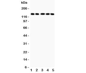 Collagen II Antibody / COL2A1
