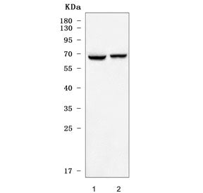 GPR50 Antibody / Melatonin-related receptor