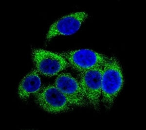 Phospho-TSC2 Antibody (pS1387)