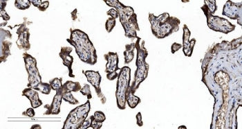IHC staining of FFPE human placental tissue with SEC23A antibody. HIER: boil tissue sections in pH8